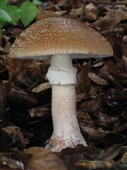 fungi examples weebly classification amanita
