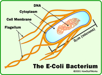 Eubacteria Examples - Classification